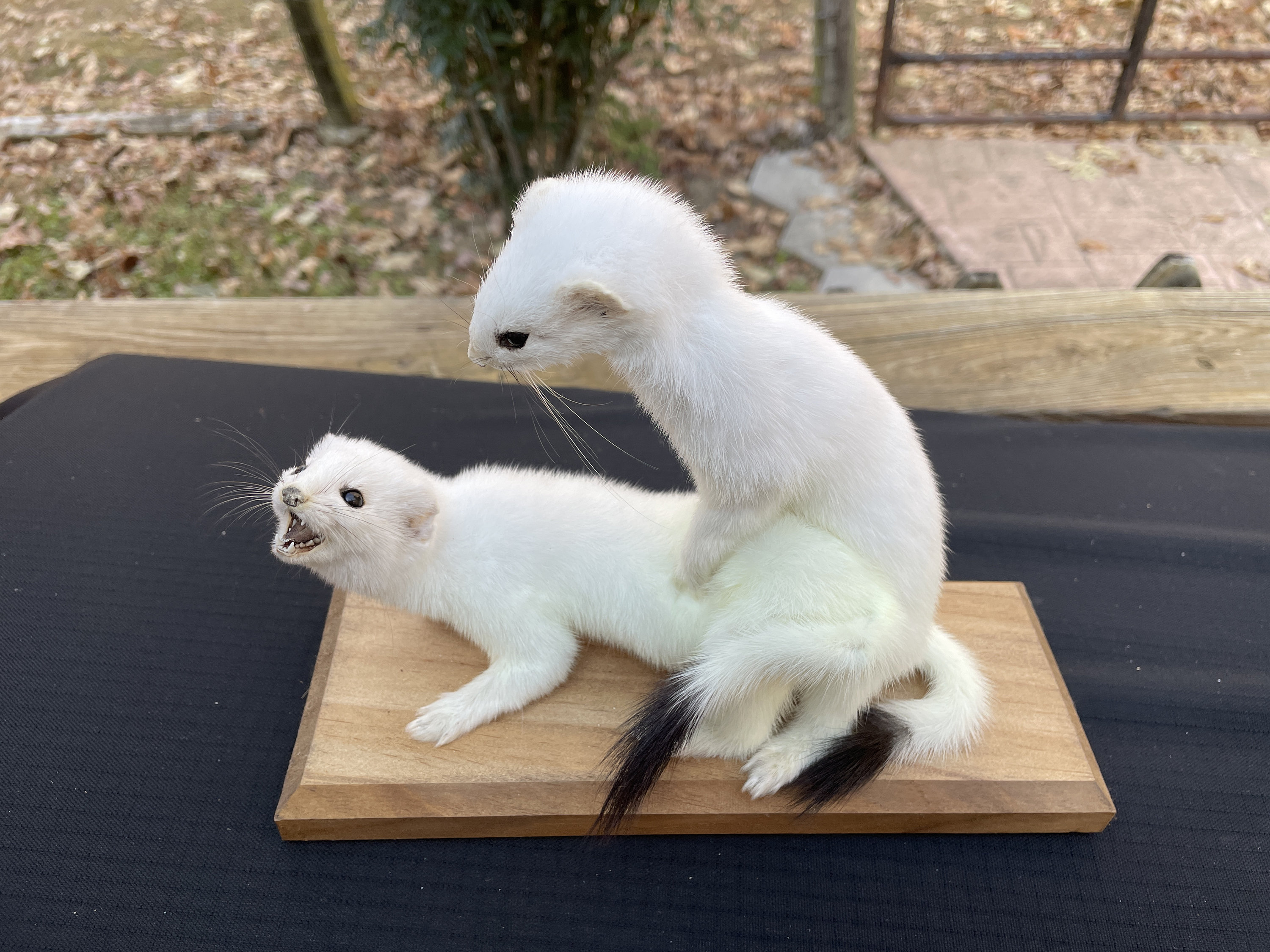 Taxidermy, a pair, of X - X mating Stoat or Long-tailed