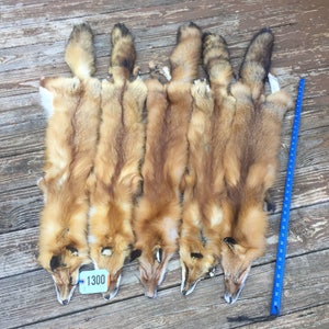 Beautiful lg.- Xlg. RED FOX Soft Tanned Fur/Skin/Hide/Hunting Lodge/Taxidermy # 100  =   (  Vulpes vulpes )