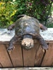VERY Nice Large, - New -  Snapping Turtle lifesize mount, log Cabin,hunting lodge Taxidermy    =  (Chelydra serpentina) 