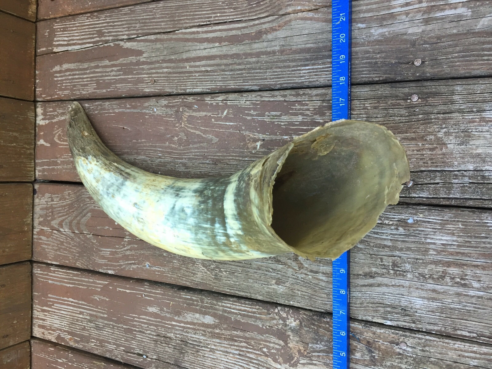 Singleankolewatusibovine/cow/bull Horn STEER LONGHORN Horns Etsy