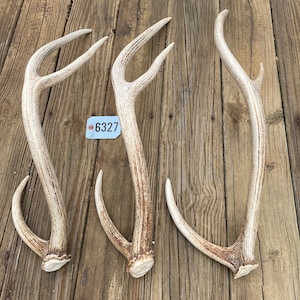 May include: Three deer antlers with a light brown and cream color scheme. The antlers are arranged on a weathered wooden surface. A small tag with the number "6327" is attached to one of the antlers.