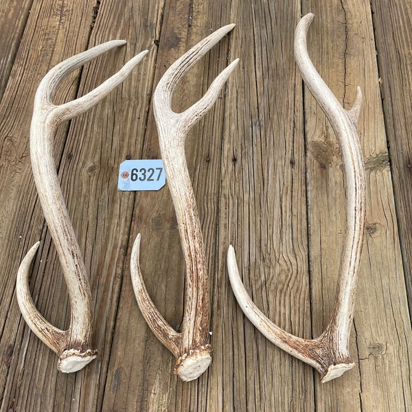 Axis Deer Antler Etsy