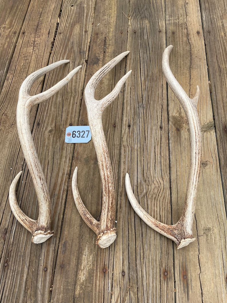 One, ( 1 ) Taxidermy Huge Typical AXIS DEER Single Shed ANTLER Log ...