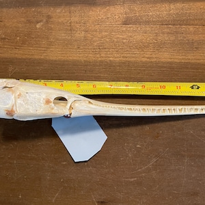 May include: A white, bony fish skull with a long, thin snout. The skull is about 11 inches long and is resting on a wooden surface. A yellow measuring tape is placed next to the skull.