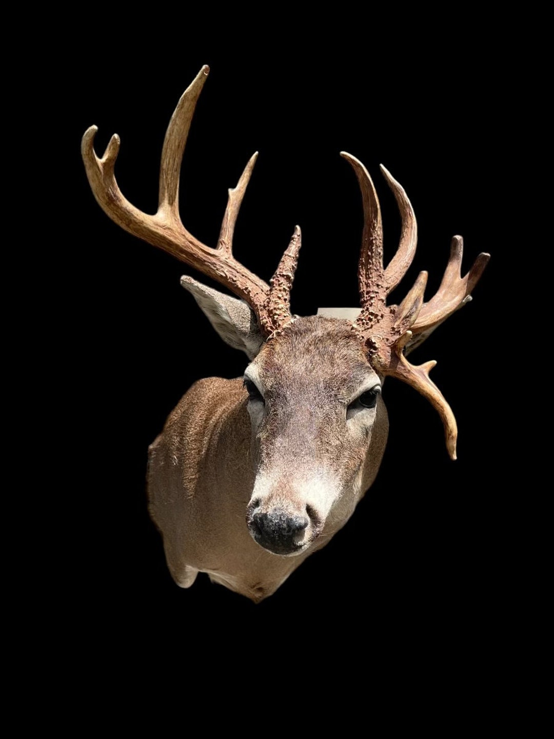 DEER HORN 38灯 DRING 【ターコイズ×ウッド】 Amazon.com: BLACK FOREST DECOR Whitetail Deer Antler Wall Sconce
