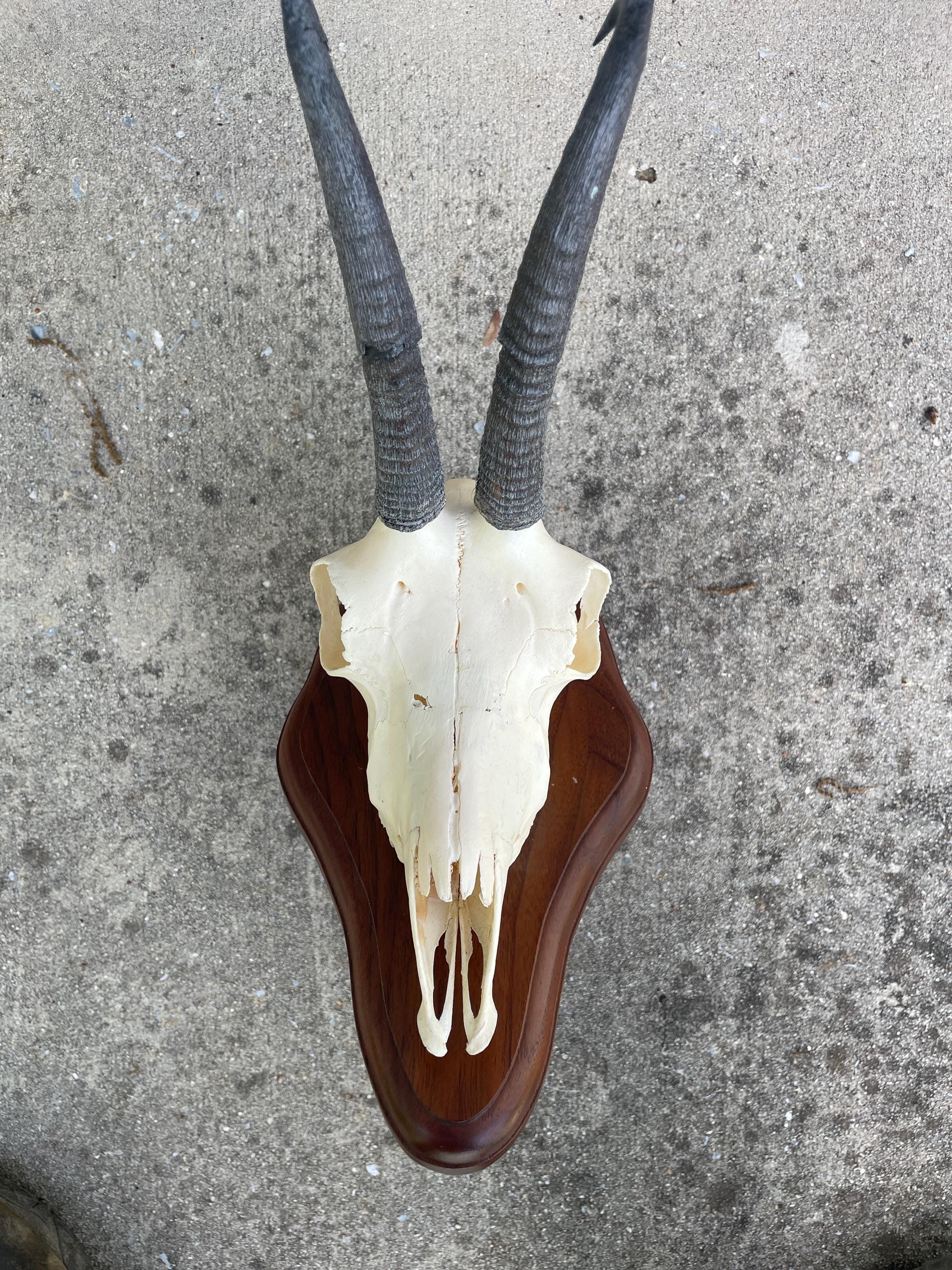 Taxidermy, Beautiful, ALPINE CHAMOIS Skull Mount Big HORNS