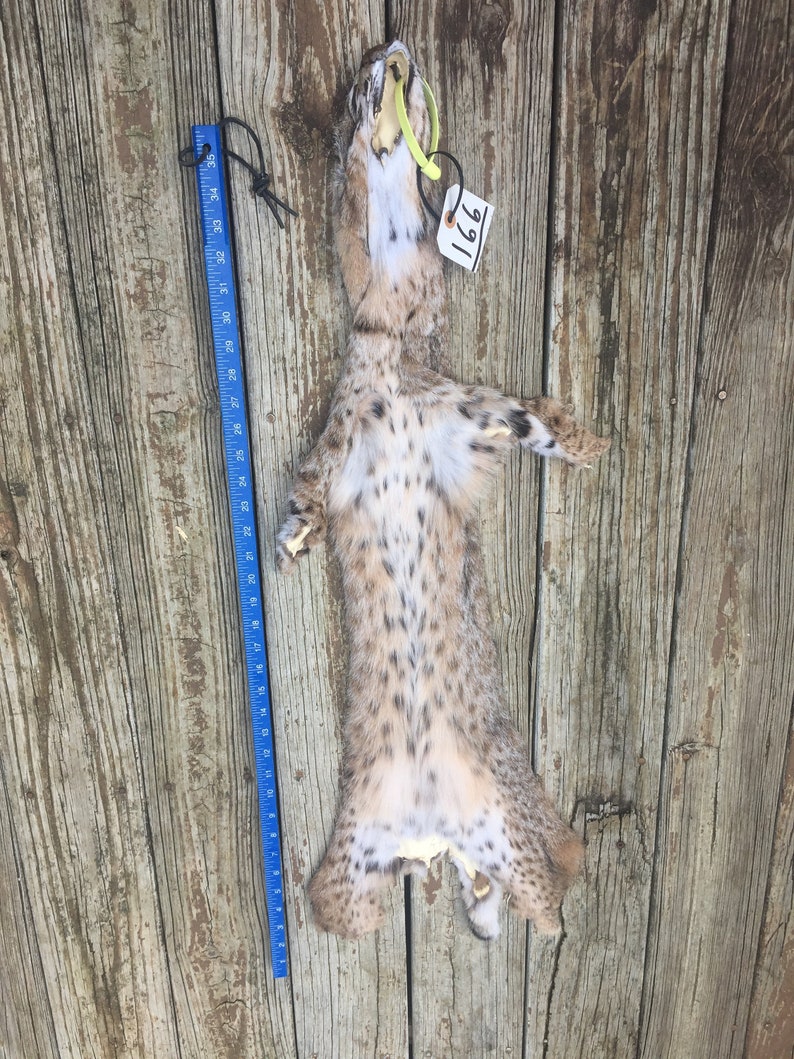 TAXIDERMY 1 X Large Tanned BOBCAT FUR/Hide/Skin/Pelt Log Etsy