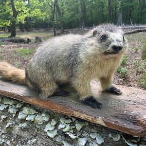 May include: A groundhog with gray and tan fur sits on a rectangular wooden platform. The groundhog has a short tail and black paws. The platform rests on a log with white and gray fungi.