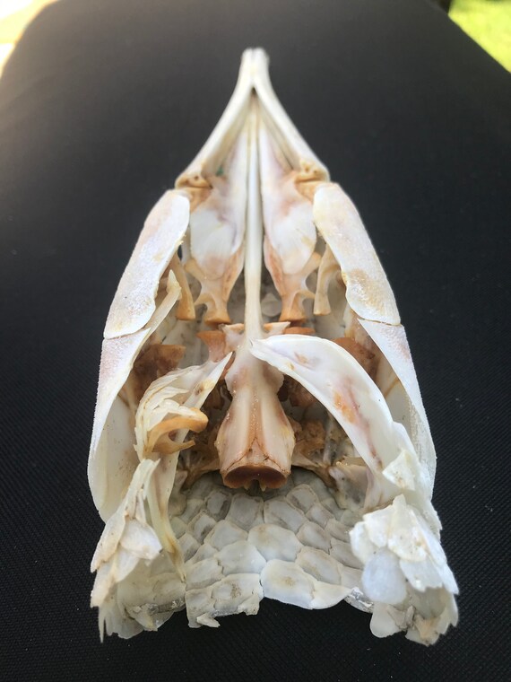 LONGNOSE GAR FISH Skull/teeth Natural Bones/science Weird