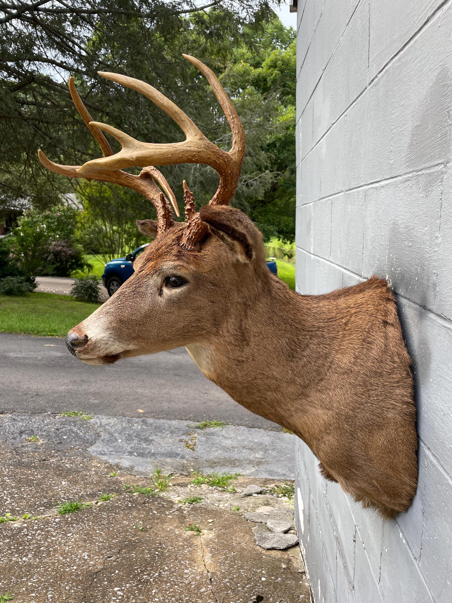 Taxidermy Nice Vintage 9-point 5 X 4 ODD Antlered Whitetail DEER ...