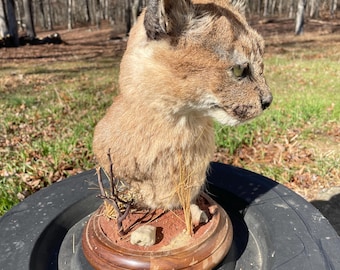 Awesome, African Caracal Cat-shoulder Pedestal Mount Africa Safari