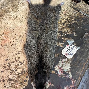 May include: A flat, tanned animal pelt with dense, grey and black fur, featuring a dark head and a short tail. A white paper tag is attached, displaying the handwritten text 43.53 and 19-14-1 3/4, along with a small drawing of an animal silhouette.