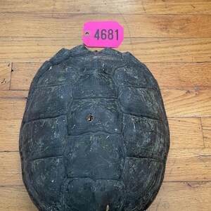 May include: A black turtle shell with a tag labeled "4681" on a wooden surface.