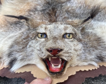 TAXIDERMY  XXlarge  Canadian Lynx or Lynx Cat, Fur/Hide/Skin/Pelt/RUG, All feet & Head Log Cabin Hunting Lodge Decor # 21 = (Lynx canadensis