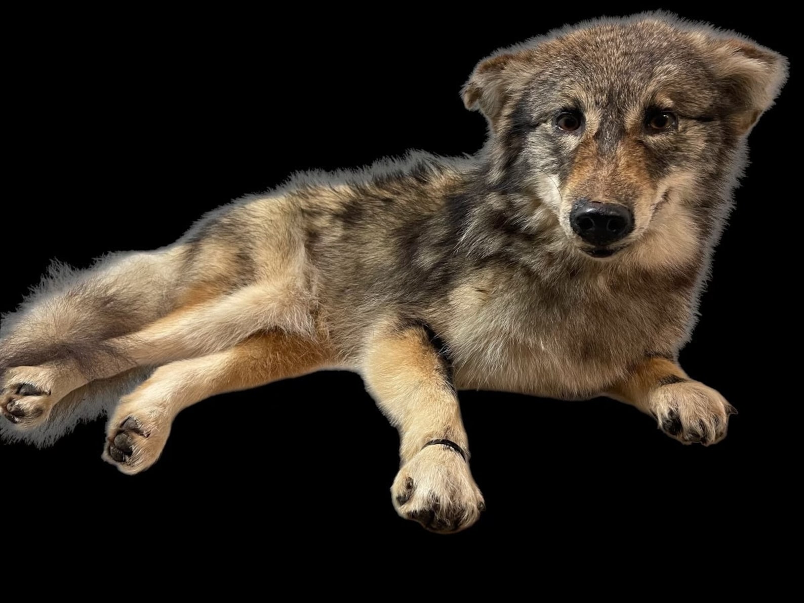 Rare, Taxidermy Very Nice NEW Coyote Hybred lying down mount Log Cabin Hunting Lodge Decor # 1 = Canis latrans X Canis lupus