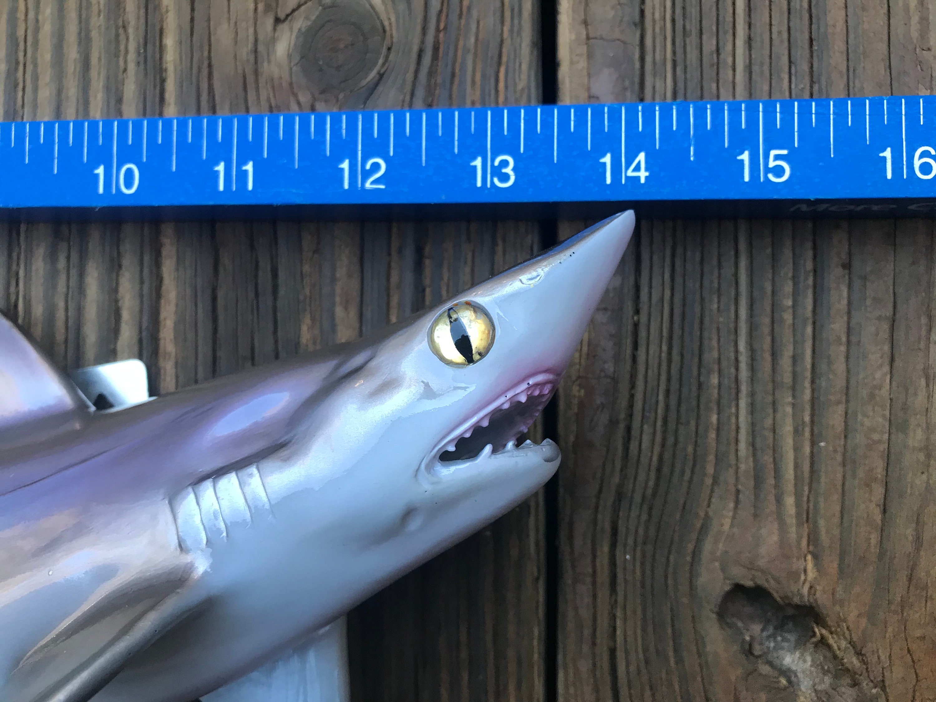 REPRO awesome Little SAND Tiger SHARK Taxidermy Mount Cabin - Etsy