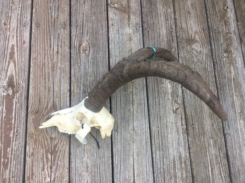 RARE* Gredos Ibex Full Skull European Taxidermy Log Cabin Hunting Lodge Decor