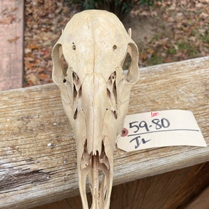 May include: A beige animal skull with visible eye sockets, nasal cavity, and teeth. The skull is positioned on a weathered wooden surface. A tag with the text "59-80" is attached to the skull.