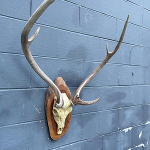 May include: A mounted deer skull with large antlers. The skull is cream-colored and set on a wooden plaque with a natural edge. The antlers are a light brown color and extend outward. The background is a blue painted brick wall.