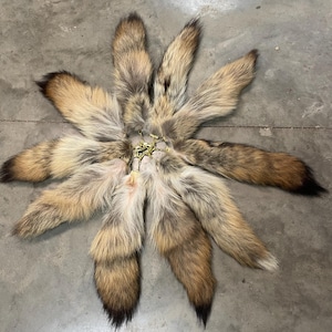 One ( 1 ) Beautiful, LARGE, COYOTE tail -Tails, with Golden snap key  ( Canis latrans )