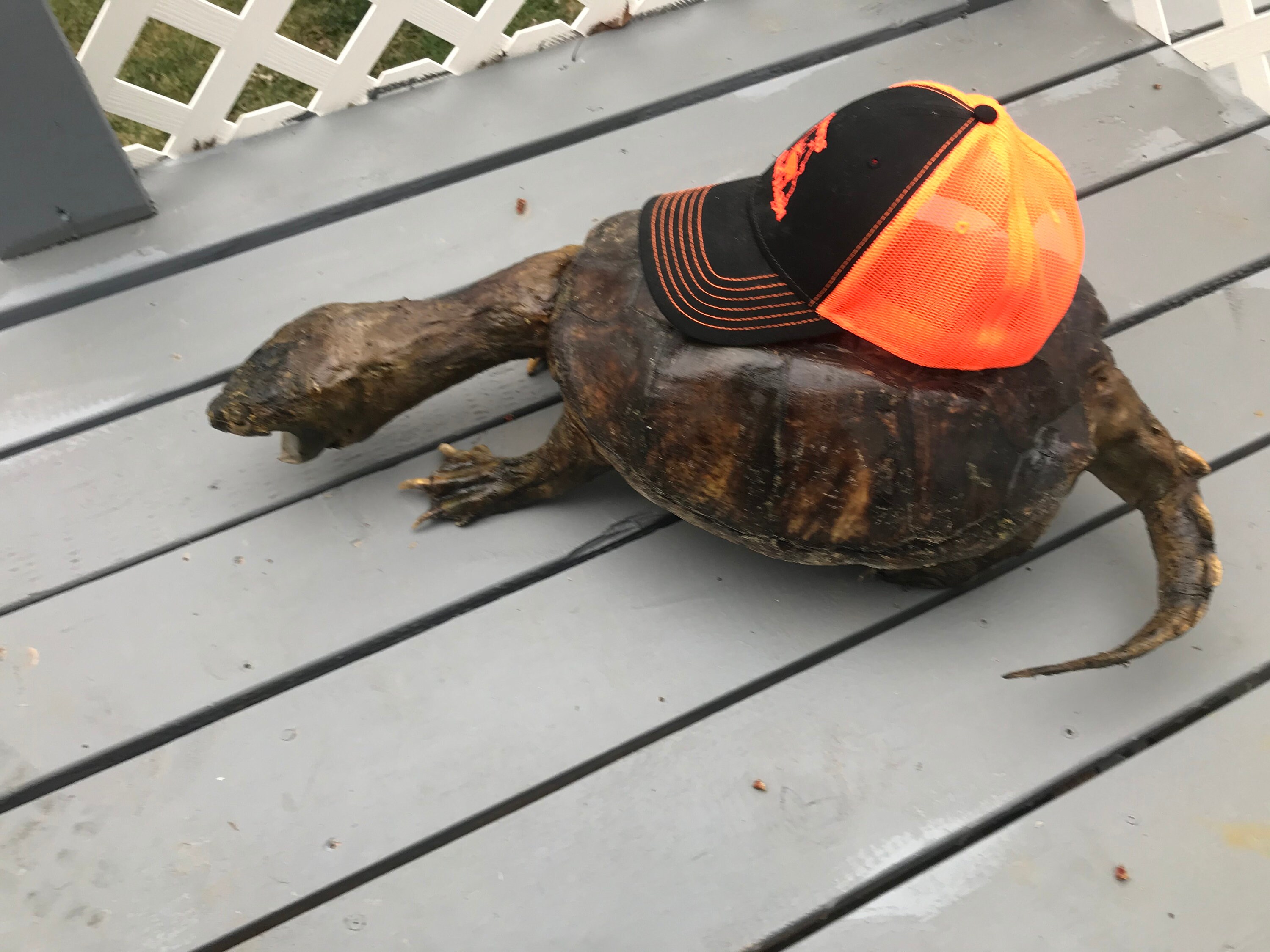 VERY Nice Large New Snapping Turtle lifesize mount log Etsy