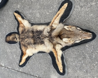 Very Nice Large Tanned / Felted COYOTE RUG with mounted Head / Fur/Skin/Hide Log Cabin Hunting Lodge Taxidermy # 497 =  ( Canis latrans )