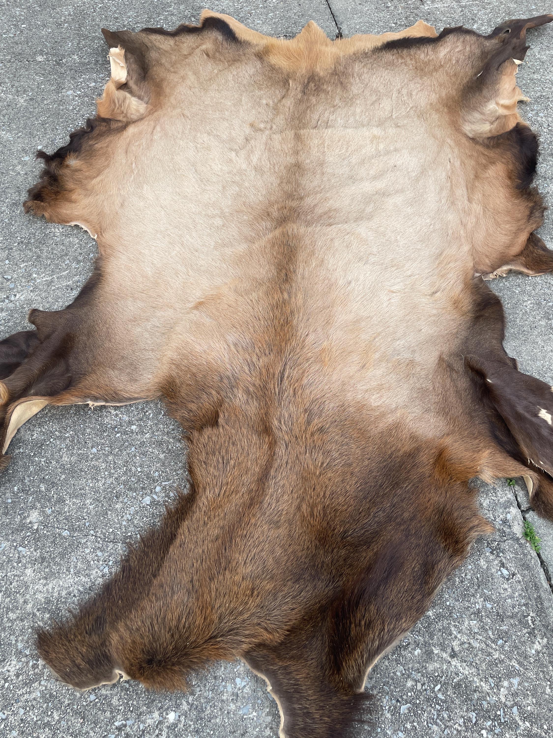 Huge, Very Nice Dry Tanned ELK Full Hide /skin/robe /no Antlers ...
