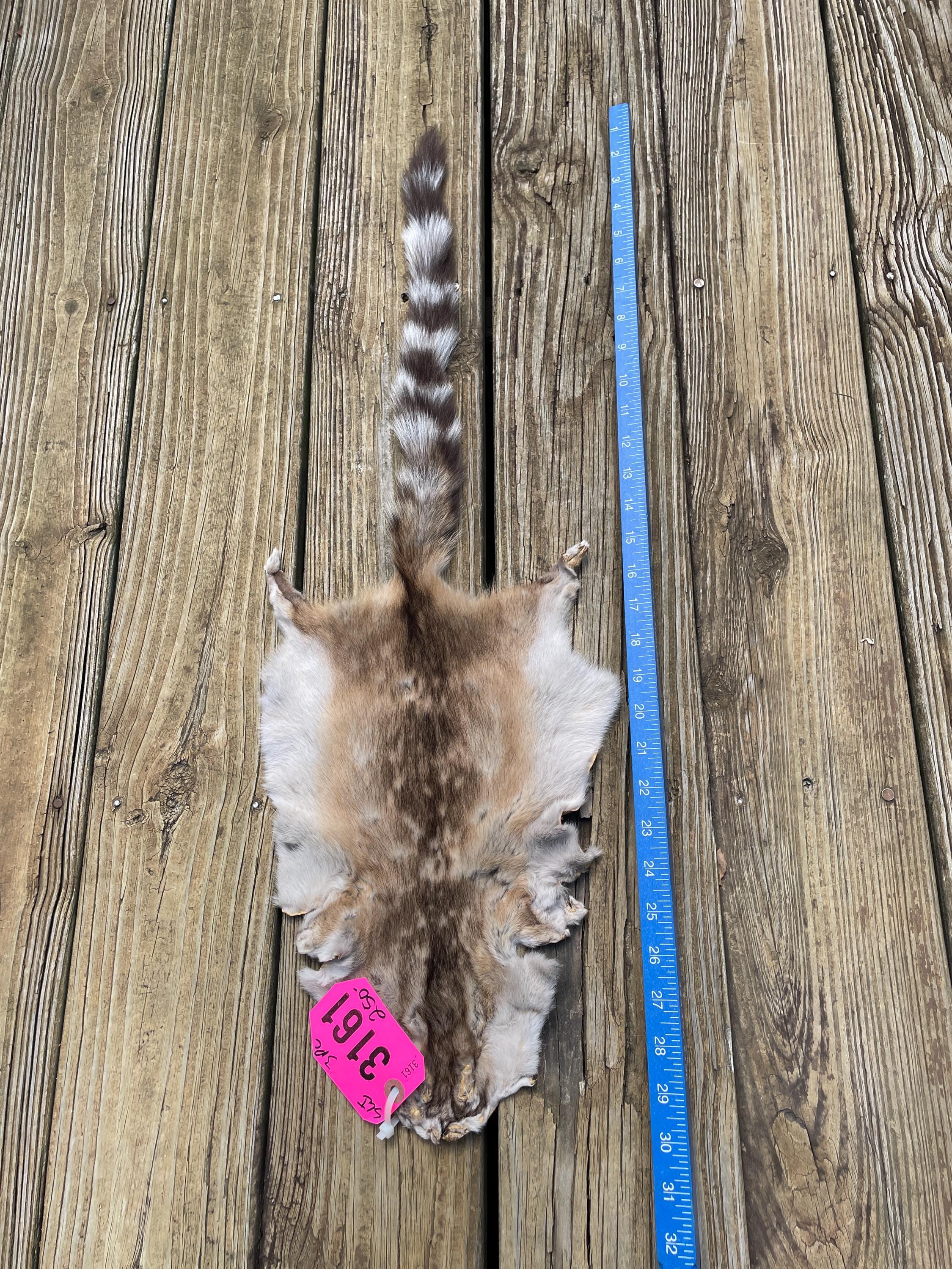 One {1} BEAUTIFUL Ring-Tailed Cat Fur-Skins-hides New, Taxidermy Log Cabin Hunting Lodge Decor..Latin Binomial Name:= (Bassariscus astutus)
