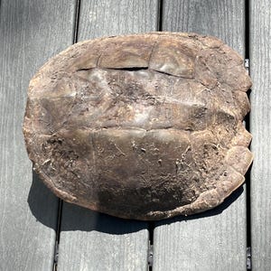 May include: A weathered, brown turtle shell with a textured surface. The shell displays natural patterns and variations in color, suggesting age and exposure to the elements. The shell is oval-shaped and rests on a gray wooden surface.