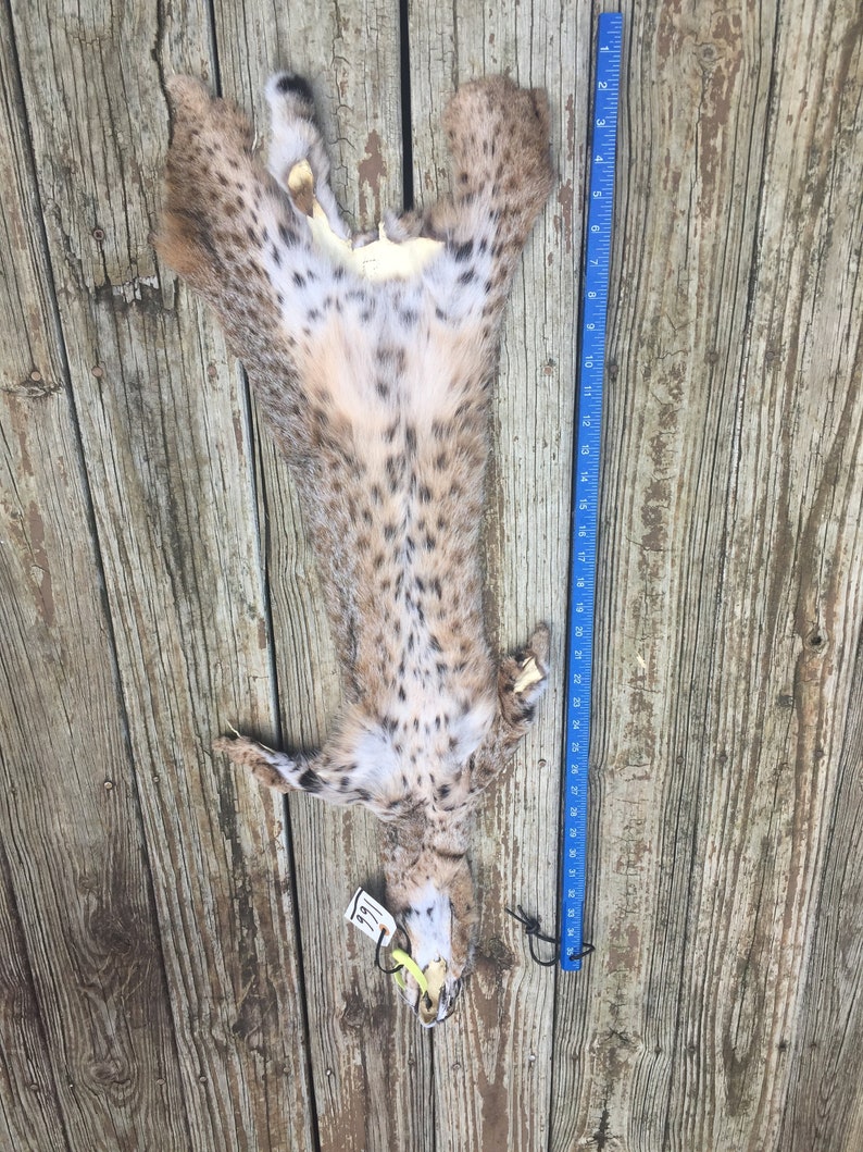 TAXIDERMY 1 X Large Tanned BOBCAT FUR/Hide/Skin/Pelt Log Etsy
