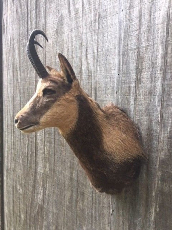 Taxidermie Alpine Chamois épaule Mount Big Horns European Etsy