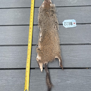 May include: A brown and gray animal pelt with fur, positioned next to a yellow measuring tape showing a length of approximately 26 inches. A light blue tag with the number 8622 is placed to the right of the pelt on the surface.