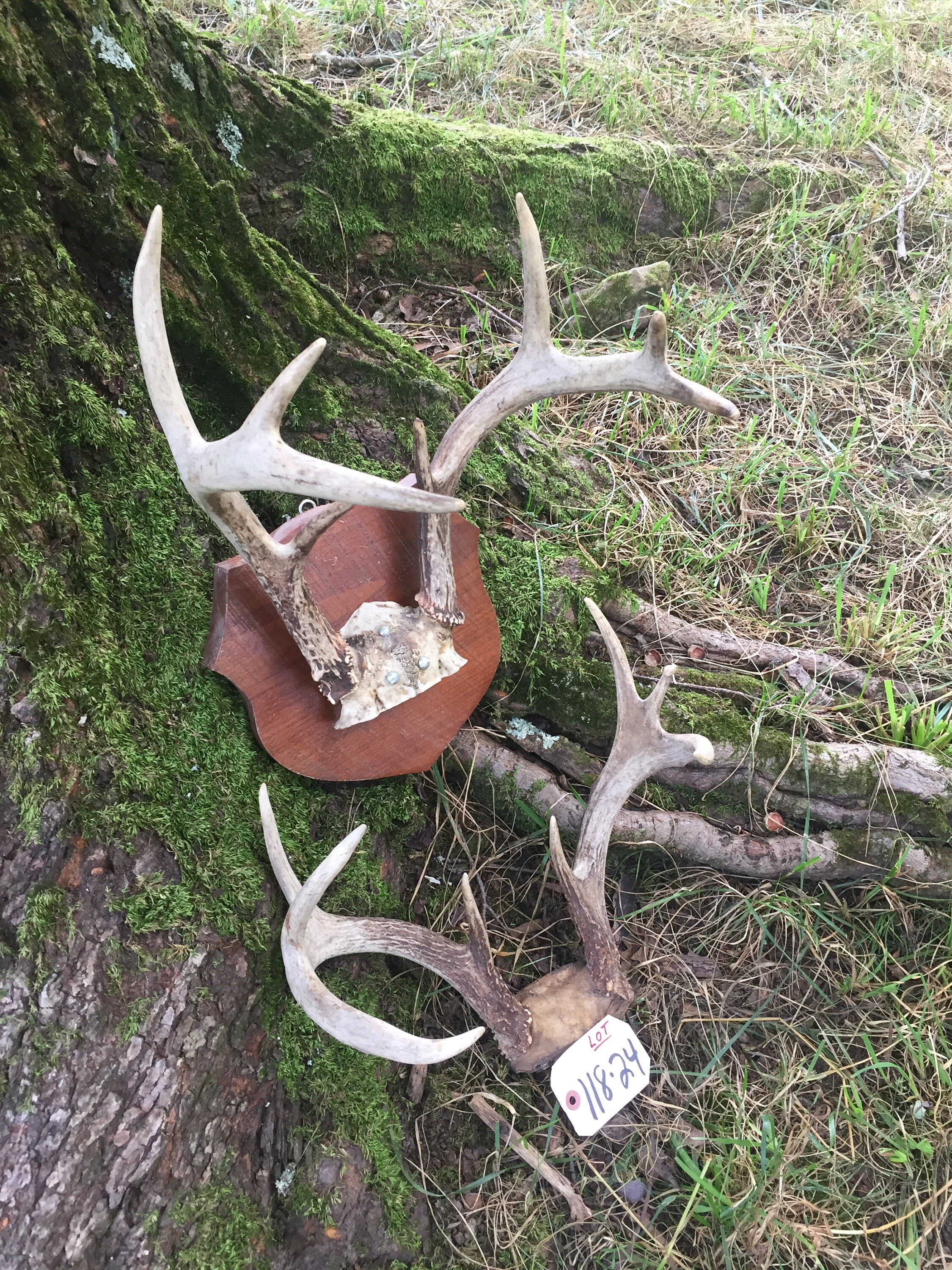 8 Point Whitetail Deer Antler Southeast USA Rack Horn Skull Plate Decor Man  Cave