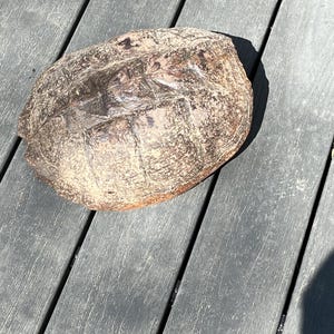 May include: A weathered turtle shell, showcasing a mottled pattern of browns and tans. The shell's surface has a textured appearance, with visible growth rings and natural wear. The shell is resting on a gray wooden surface.