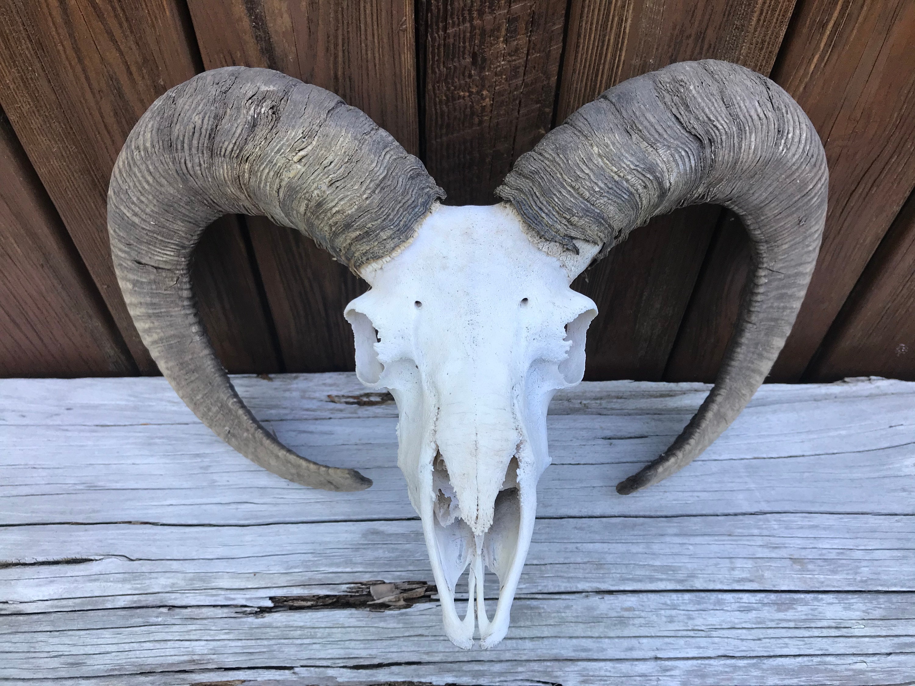Taxidermy RARE RED SHEEP Skull Nice Big Horns = Hybrid Armenian