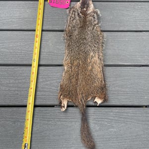 May include: A brown and grey animal pelt with a long tail, positioned next to a yellow measuring tape that shows a length of approximately 27 inches. A small pink tag with the number 05915 is attached to the top of the fur pelt.