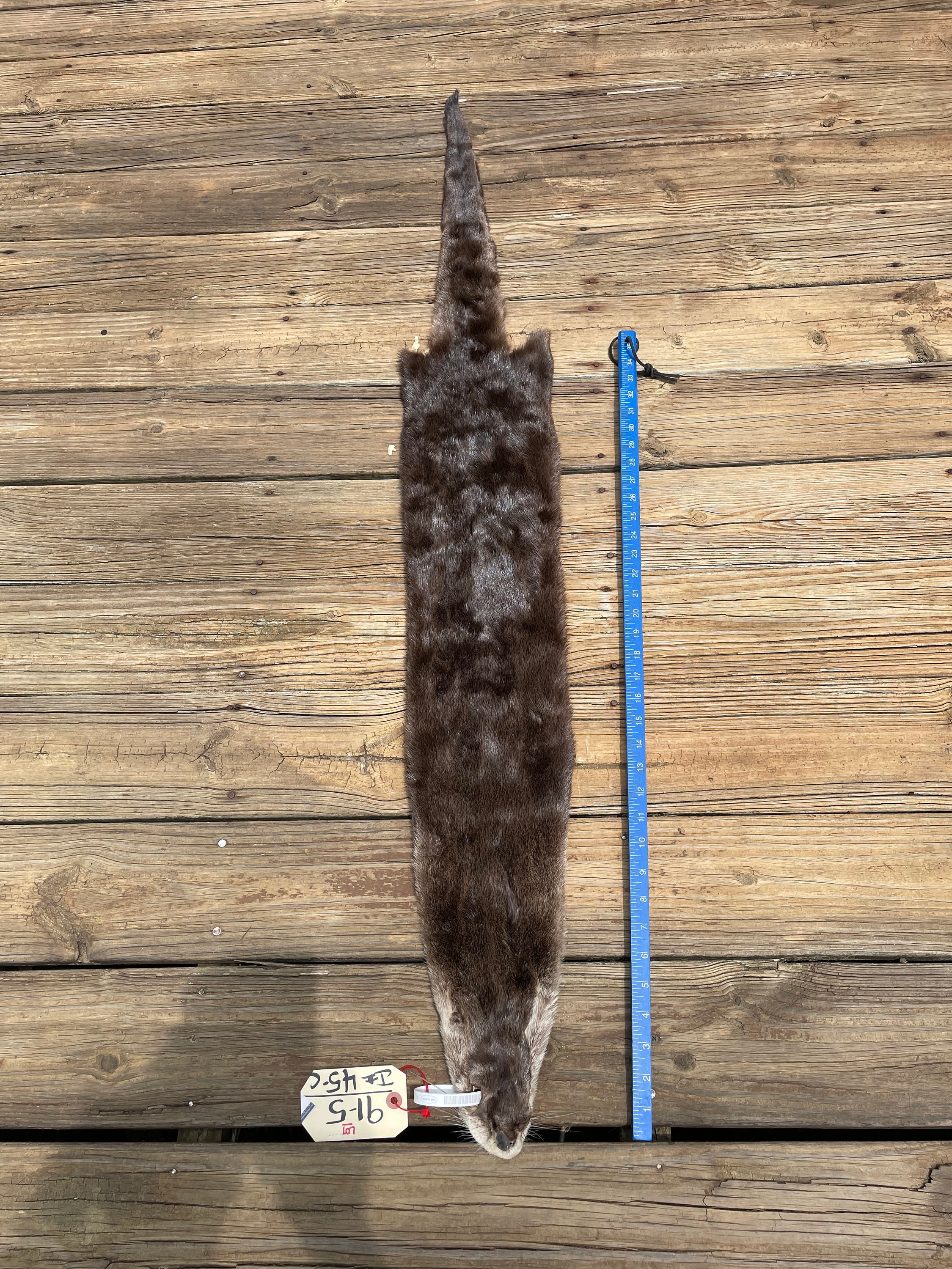 The Monster River Otter You Have To See! - ur35l7y