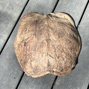 May include: A large, irregularly shaped, brown object with a textured surface. The object has a rough, weathered appearance, with variations in color and tone. The item is resting on a gray, wooden surface.
