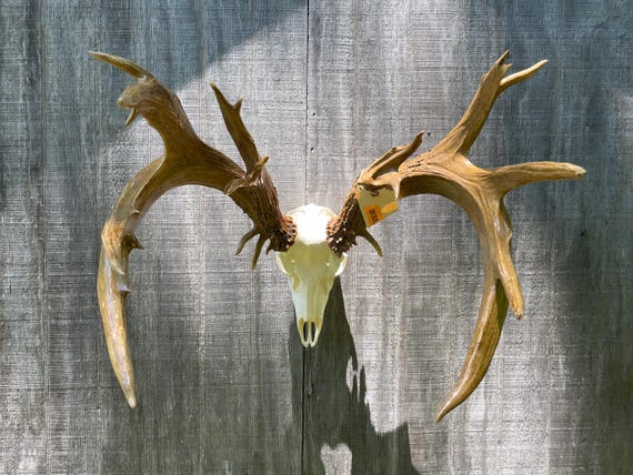Massive 20 Point - Nontypical Whitetail Deer SHED Antlers-on a