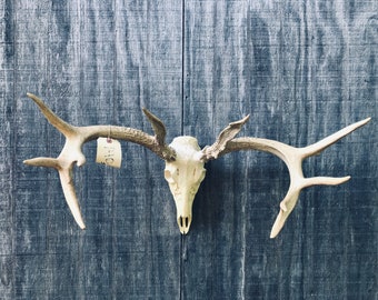 Taxidermy Nice 6 x 6 - 12 point Antler SHEDS Mounted on a "Repro" WHITETAIL DEER Skull..Log Cabin Hunting  w 140  = (Odocoileus virginianus)