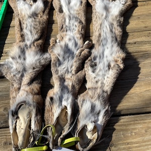 One { 1 } Tanned BOBCAT Hide/FUR/Skin/Pelt Log Cabin Hunting Lodge Decor # WB 969 = Lynx rufus  = Not Endangered