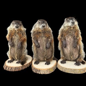 May include: Three brown and black groundhogs standing on wooden platforms. The groundhogs are facing forward with their paws crossed in front of them.