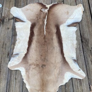 May include: A brown and white animal hide rug with a natural, rustic look. The hide is laid out flat on a wooden surface.