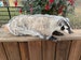 Really Nice..Heavy Furred South Dakota BADGER Lifesize Mount Free-Standing Taxidermy-Big Claws-Log Cabin Hunting Lodge Decor=(Taxidea taxus) 