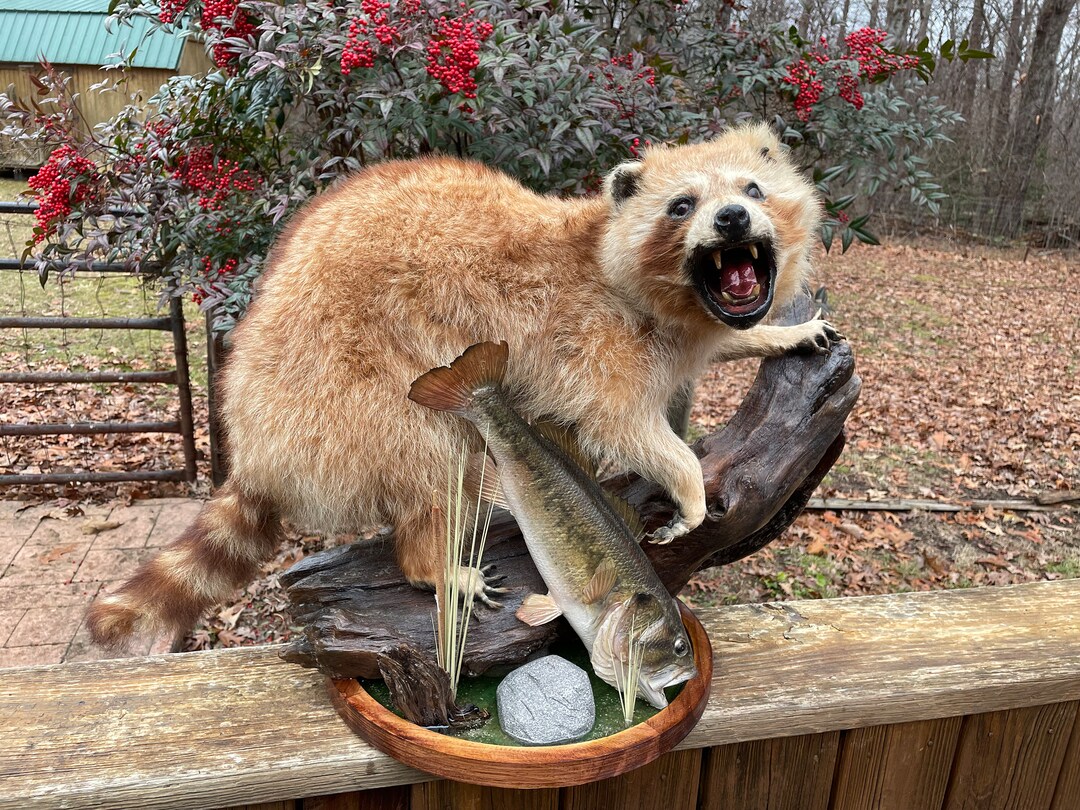 Taxidermy RARE, Cinnamon Color HUGE Coon Or, RACCOON, With Bass, Fish Mount on Habitat Base Log