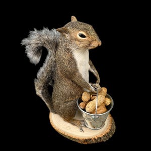May include: A gray squirrel taxidermy holding a small metal bucket filled with peanuts. The squirrel is sitting on a wooden base.