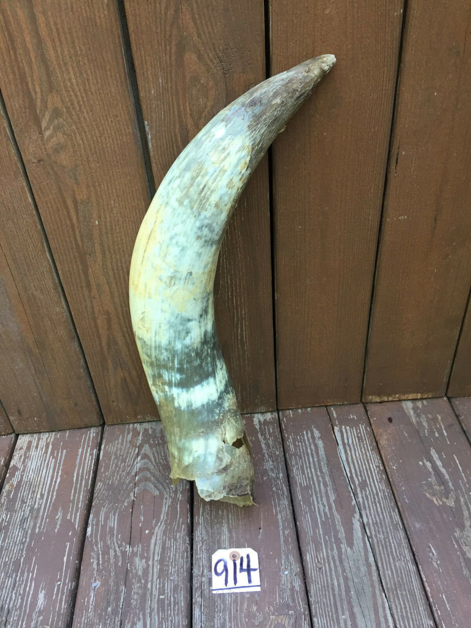Singleankolewatusibovine/cow/bull Horn STEER LONGHORN Horns Etsy