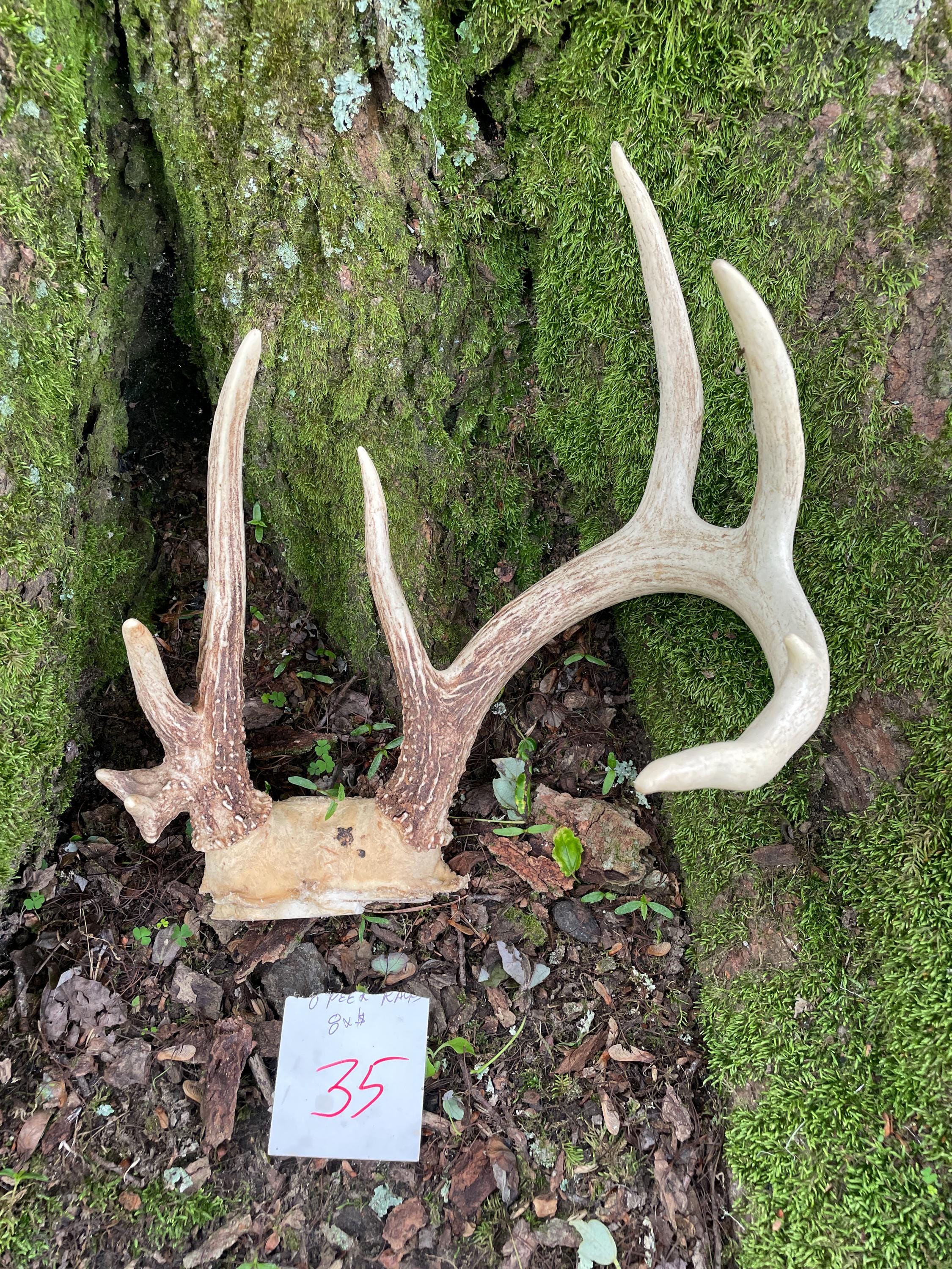 Taxidermy Beautiful Odd Deformed Set of 10 Point Wild White-tailed DEER ...