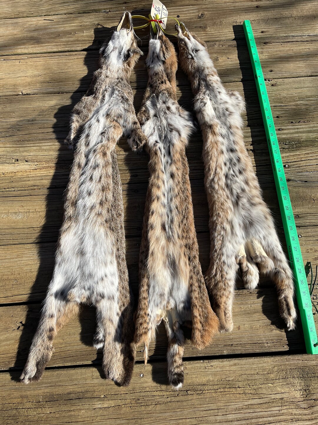 One 1 Tanned BOBCAT Hide/fur/skin/pelt Log Cabin Hunting Lodge Decor 386 Lynx Rufus Not