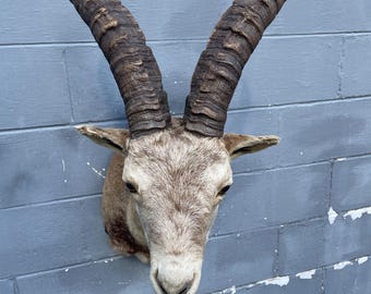 RARE* Large Ronda bex Shoulder mount Taxidermy Log Cabin Hunting Lodge Decor  =  Capra pyrenaica victoriae